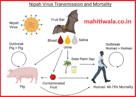 nipah virus infection current scenario