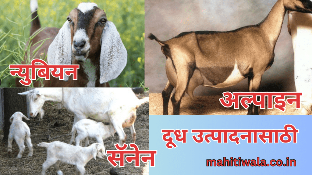 Dairy Goats