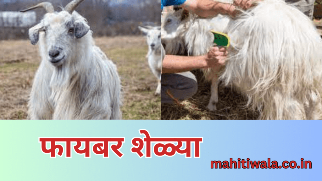Fiber Goats