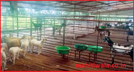Goat Farming Shelter